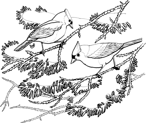 Two Tufted Titmouse Coloring Page